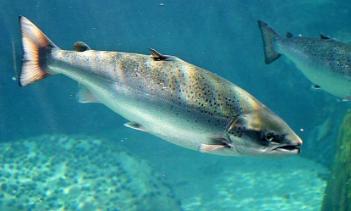 По заказу ФГУП «Росморпорт» и холдинга «Новотранс» в водоемы Ленобласти выпущено 77 тысяч особей атлантического лосося
