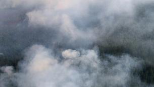 СИБИРЬ, МЫ С ТОБОЙ: Unilever принял решение поддержать инициативу авиакомпании S7 по спасению сибирских лесов от пожаров